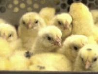 毎年『1.3億羽』殺される「オスのヒヨコ」　卵の段階で性別を判別する『新手法』　徳島大などが開発