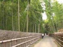人気の嵐山「竹林の小径」に激似…京都府向日市『竹の径』絶景なのに観光客の落とすお金“170円”なワケ