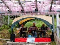 【倉敷市】阿智神社 藤見の会（2024年4月20・21日開催）〜 県天然記念物のアケボノフジ「阿知の藤」とともに、日本の伝統文化を楽しむお祭り
