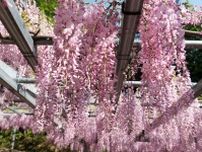 【倉敷市】倉敷の市花「藤」を楽しもう 〜 美観地区周辺の藤棚5か所を巡ってきました