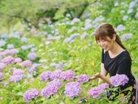 【倉敷市】種松山西園地の紫陽花 〜 約13,000株の紫陽花を楽しむプチハイキング