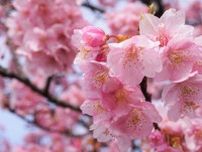 【倉敷市】倉敷川千本桜 〜 早咲きのピンク色の河津桜を楽しむ、倉敷川沿い散策
