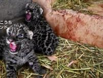ジャガーの双子の赤ちゃん誕生　一般公開は6月上旬の予定　全国で25頭しか飼育されず