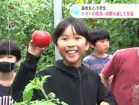 「とったど〜！」「でかいなぁ、これはでかい」高校生と小学生　トマトの栽培・収穫を通して交流