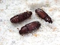 昆虫「死んだふり」北ほど長時間　岡山大チームが英科学誌に発表