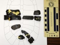 スッポンの仲間、最古の化石　アドクス属、徳島で発掘