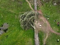 英国で最も「映える木」を伐採　少年逮捕、世界遺産の地元に衝撃