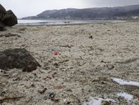 イワシの骨も大量漂着、函館　昨年末漂着死骸、回収しない方針