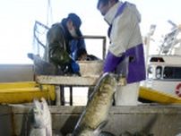 北海道、秋サケ資源回復へ検討会　漁獲量低迷で対策議論