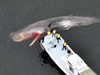 大阪湾「クジラ増」に自治体苦慮　温暖化と「迷宮構造」影響