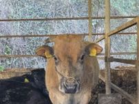 役割終えた母牛を再肥育、価値高めて販売　愛媛のゆうぼく「畜産業の可能性広げたい」