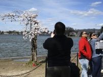 枯れかけの桜、最後の満開　米首都の風物詩、見頃に