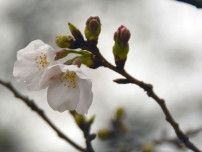 高知で桜開花、全国トップ　平年より1日遅く