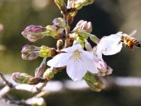 気象庁、東京都心部の桜開花宣言　全国各地、遅めの春の訪れに