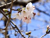 京都で桜開花、近畿一番乗り　平年より3日遅く