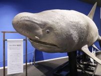 サメの街、気仙沼で専門博物館リニューアル　沖縄・美ら海水族館が協力