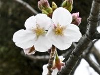大阪でも桜開花　平年より3日遅く