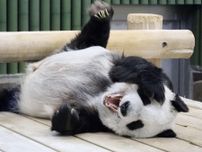 国内最高齢28歳パンダ死ぬ　神戸、雌の「タンタン」