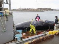 根室沖でミンククジラ4頭を捕獲　商業捕鯨、今年初めて