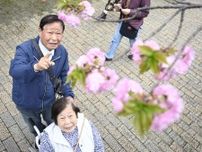 一足早く「桜の通り抜け」、大阪　造幣局で高齢者向け特別観桜会