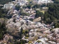 奈良・吉野山の桜3万本が見頃　山肌染めるピンク色