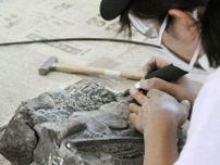 新種の化石発見、支えた素人集団　教室使い、主婦ら削り出し