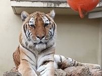 京都市動物園のアムールトラ死ぬ　国内最高齢19歳「美トラ」