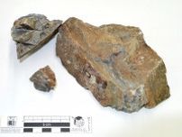 岩手で国内最古の植物化石発見　古生代、前期デボン紀に草原か