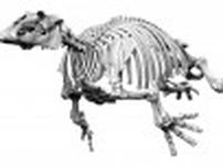 発掘の哺乳類化石、骨7割残る　岐阜、生態解明に期待