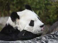 5月にパンダ「タンタン」追悼式　神戸王子動物園、最高齢28歳