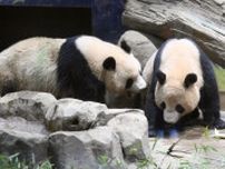 2頭のじゃれ合い、見納めに列　上野動物園の双子パンダ