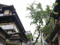 桜の木が倒れ男性搬送、京都　東山、清水寺近くの産寧坂