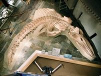 展示化石はクジラ新種、群馬　ペルーで発見