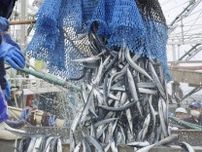 24年サンマ漁獲枠、6％削減　最少、不漁で影響限定的か