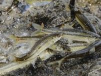 淡水魚「ホンモロコ」、命の乱舞　琵琶湖で盛んに産卵行動