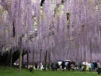 栃木・足利の「大藤」満開　樹齢160年、香り高く