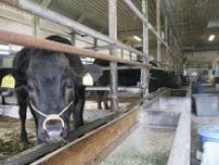 地元産海藻で牛のげっぷ対策　温暖化抑止へ検証、神奈川県