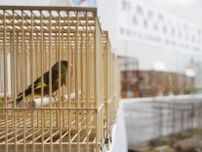 野鳥を違法飼育疑い夫婦逮捕　小鳥店で販売か、警視庁