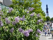 札幌に初夏告げる紫の花々　「ライラックまつり」始まる