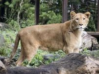 「雌」判明のライオン報道公開　愛媛・とべ動物園