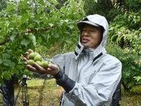 和歌山南部で南高梅の収穫始まる　名産地、6月上旬にピーク