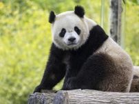 米首都の動物園にパンダ再び　年内に貸与へ、中国側と思惑一致