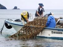 奄美大島で養殖モズク収穫　2年ぶり、4トン計画