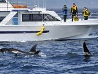 シャチの群れ、知床沖を悠々　観光船乗客「すごい」「大きい」