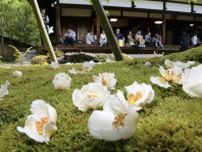 沙羅双樹が見頃、京都・東林院　境内で特別公開、23日まで