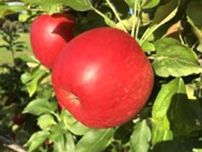 枝が横に広がらないリンゴを開発　農研機構、味良く自動収穫に期待
