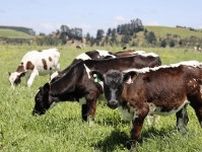 NZ、牛や羊のげっぷ課税中止　アーダン政権の目玉改革を一掃