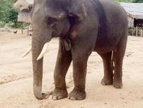 ゾウ譲り受け、軍の政治利用懸念　福岡市動物園にミャンマー人抗議
