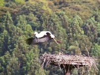 コウノトリ3羽が巣立ち、島根　雲南市で7年連続、小学校に営巣