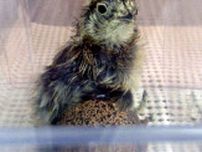野生ニホンライチョウで人工授精　国内初のひな2羽誕生、環境省